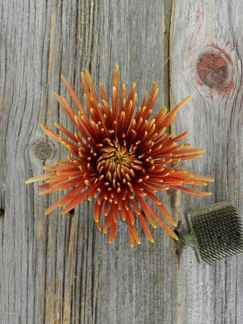 TIERRA SPIDER BRONZE DISBUD/MUM
